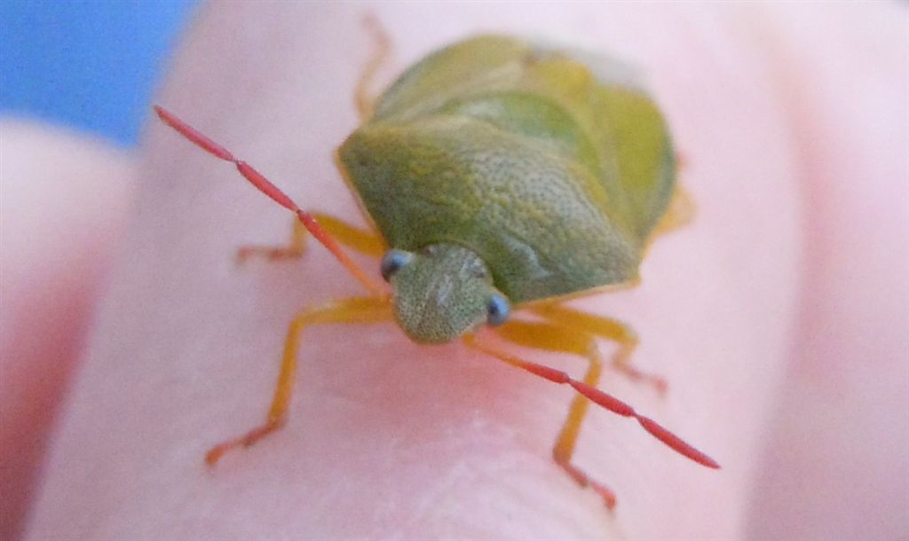 Piezodorus lituratus? S